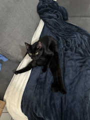 Black cat appreciation (pics please)