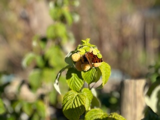 The Nigel Slater Christmas Chronicles Readalong 2024