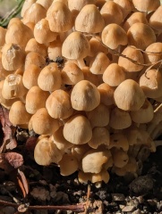 The Autumnal Christmas Chronicles Preamble - Thread 2 further ramblings