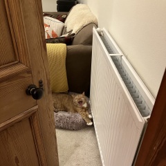Fostering a friend's cat - VERY mixed signals