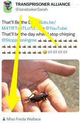 LGB Alliance  conference disrupted by TRAs