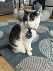 Flounders or Flouncers? The Excellent Cats continue their important debate