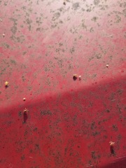 Please tell me these aren't ticks!