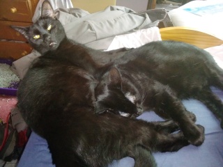 Black cat appreciation (pics please)