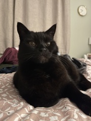 Black cat appreciation (pics please)