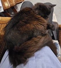 Black cat appreciation (pics please)