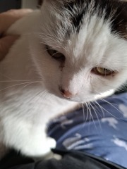 If you could have one actual conversation with your cat what would it be?