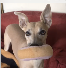 To think JellyCats cost a ridiculous amount..