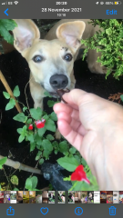 To think raising a problem frree dog used to be easier?