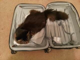 Board for owners of the most beautiful cats