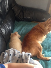 To get another female dog,considering I already have one
