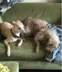 Whippet Puppy Advice?