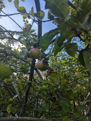 The Autumnal Christmas Chronicles Preamble - Thread 2 further ramblings