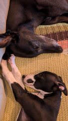 Whippet Puppy Advice?