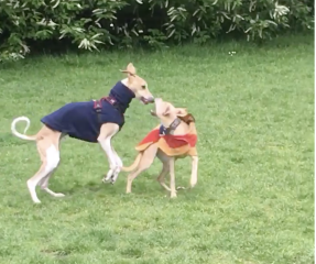 What is acceptable “telling off” by dog