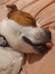 October’s dog of the month: Share your autumn dog photos & win £100 prize bundle!
