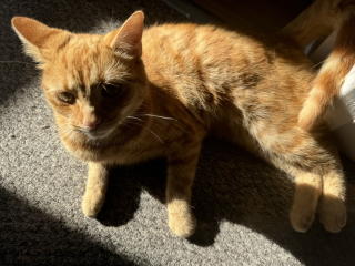 Flounders or Flouncers? The Excellent Cats continue their important debate