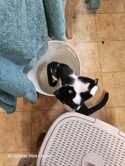 The Autumnal Christmas Chronicles Preamble - Thread 2 further ramblings