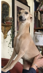 Dog v bitch, does it make a difference?