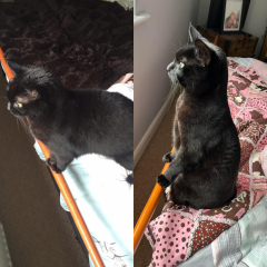 When did you get another cat?