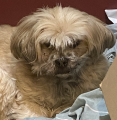 Does your dog ever look at you  like this