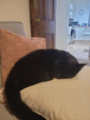 Indoor cat missing