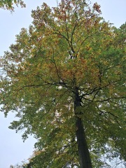 The Nigel Slater Christmas Chronicles Readalong 2024