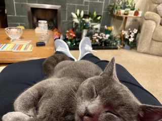 Flounders or Flouncers? The Excellent Cats continue their important debate