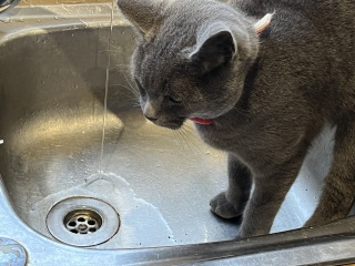 Kitten on kitchen worktop
