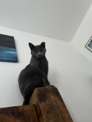 Board for owners of the most beautiful cats