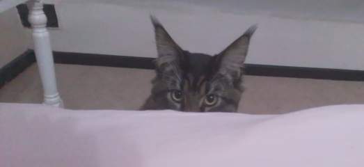 Come and tell me your dull and unexciting news 31: Calmly through the day