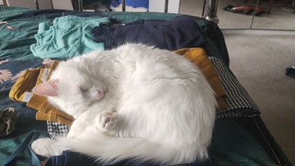 Board for owners of the most beautiful cats