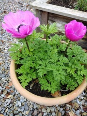Help needed identifying this plant