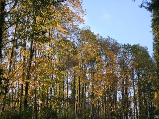 The Autumnal Christmas Chronicles Preamble - Thread 2 further ramblings