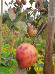 What's wrong with my apple trees?