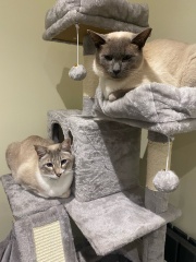 Board for owners of the most beautiful cats