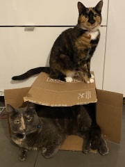 Flounders or Flouncers? The Excellent Cats continue their important debate