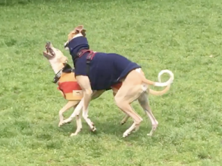 What is acceptable “telling off” by dog