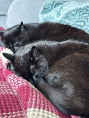 Black cat appreciation (pics please)