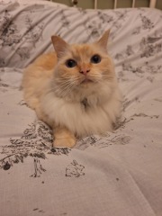 The Autumnal Christmas Chronicles Preamble - Thread 2 further ramblings