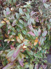 What have you done in the garden today? Part 6
