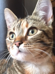 Board for owners of the most beautiful cats