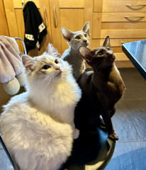 Board for owners of the most beautiful cats