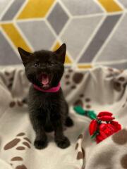 What shall we call our new kitten?