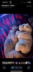 Dog doing odd behaviour