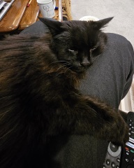 Black cat appreciation (pics please)