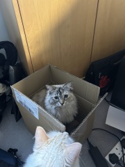 Board for owners of the most beautiful cats