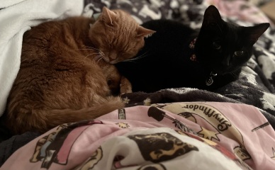 One or two cats?