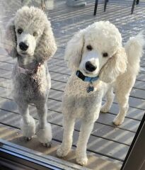 Nightmares about new dog