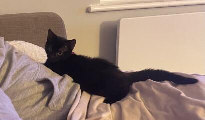 What shall we call our new kitten?